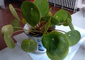 办公室91视频网站入口设计之叶子大植物.jpg