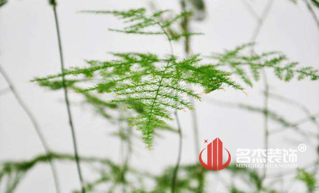 办公室91视频网站入口风水之绿植.jpg