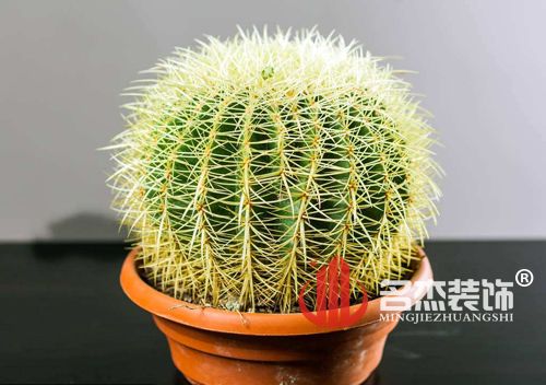 办公室91视频网站入口风水之仙人掌.jpg